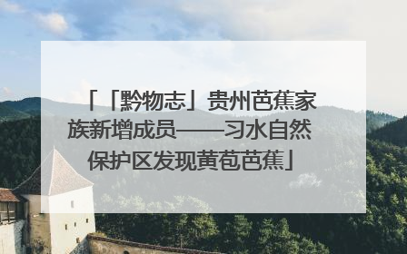 「黔物志」贵州芭蕉家族新增成员——习水自然保护区发现黄苞芭蕉