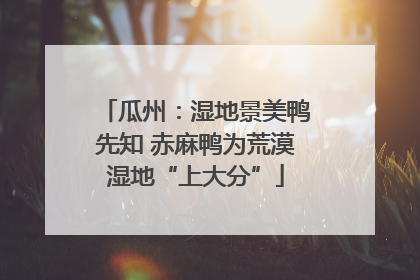 瓜州：湿地景美鸭先知 赤麻鸭为荒漠湿地“上大分”
