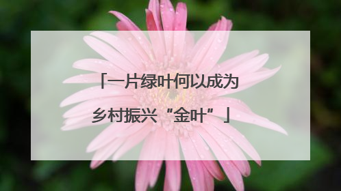一片绿叶何以成为乡村振兴“金叶”