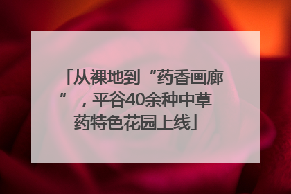 从裸地到“药香画廊”，平谷40余种中草药特色花园上线