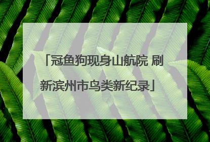 冠鱼狗现身山航院 刷新滨州市鸟类新纪录