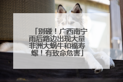 别碰！广西南宁雨后路边出现大量非洲大蜗牛和福寿螺！有致命危害