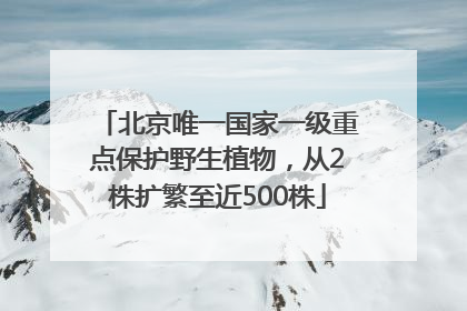 北京唯一国家一级重点保护野生植物，从2株扩繁至近500株