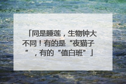 同是睡莲，生物钟大不同！有的是“夜猫子”，有的“值白班”