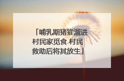 哺乳期猪獾溜进村民家觅食 村民救助后将其放生