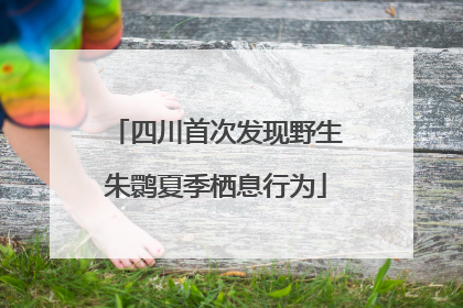 四川首次发现野生朱鹮夏季栖息行为