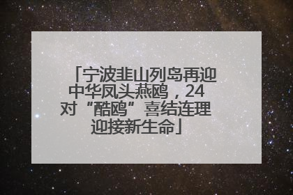 宁波韭山列岛再迎中华凤头燕鸥，24对“酷鸥”喜结连理迎接新生命