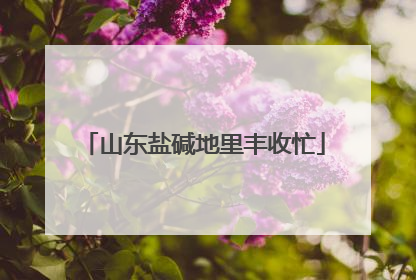 山东盐碱地里丰收忙