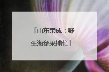 山东荣成：野生海参采捕忙