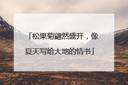 松果菊翩然盛开，像夏天写给大地的情书