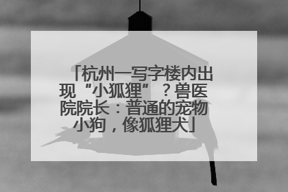 杭州一写字楼内出现“小狐狸”？兽医院院长：普通的宠物小狗，像狐狸犬