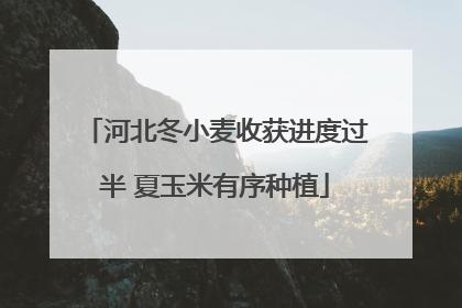 河北冬小麦收获进度过半 夏玉米有序种植