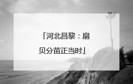 河北昌黎：扇贝分苗正当时