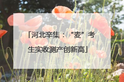 河北辛集：“麦”考生实收测产创新高