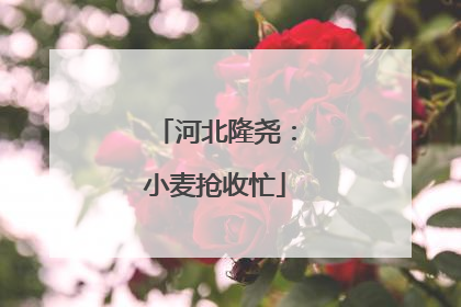 河北隆尧：小麦抢收忙