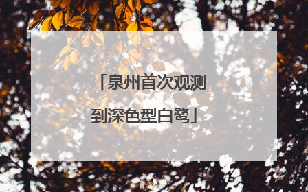 泉州首次观测到深色型白鹭