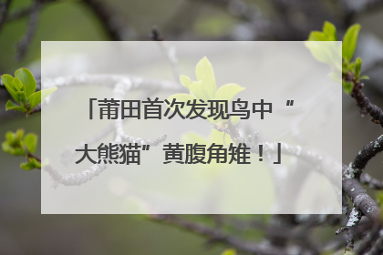 莆田首次发现鸟中“大熊猫”黄腹角雉！