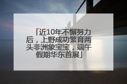 近10年不懈努力后，上野成功繁育两头非洲象宝宝，端午假期华东首展