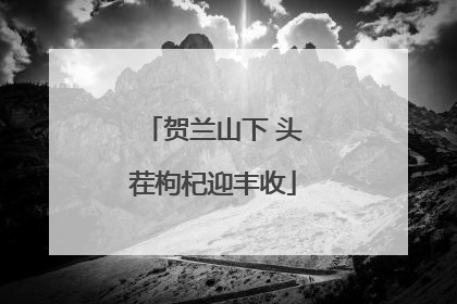贺兰山下 头茬枸杞迎丰收