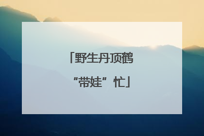 野生丹顶鹤“带娃”忙