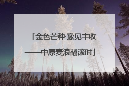 金色芒种·豫见丰收——中原麦浪翻滚时