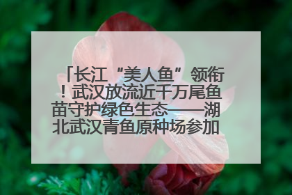 长江“美人鱼”领衔！武汉放流近千万尾鱼苗守护绿色生态——湖北武汉青鱼原种场参加2025年“全国放鱼日”增殖放流活动