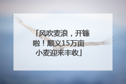 风吹麦浪，开镰啦！顺义15万亩小麦迎来丰收