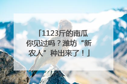 1123斤的南瓜你见过吗？潍坊“新农人”种出来了！