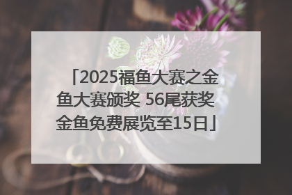 2025福鱼大赛之金鱼大赛颁奖 56尾获奖金鱼免费展览至15日