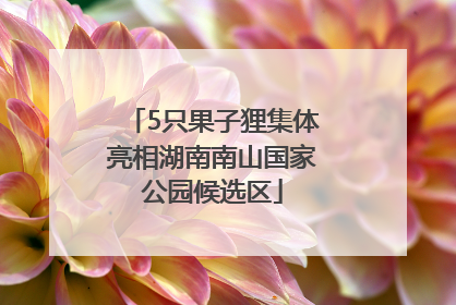 5只果子狸集体亮相湖南南山国家公园候选区