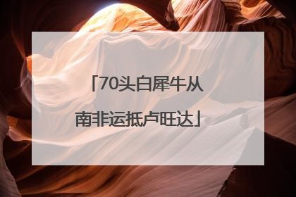 70头白犀牛从南非运抵卢旺达